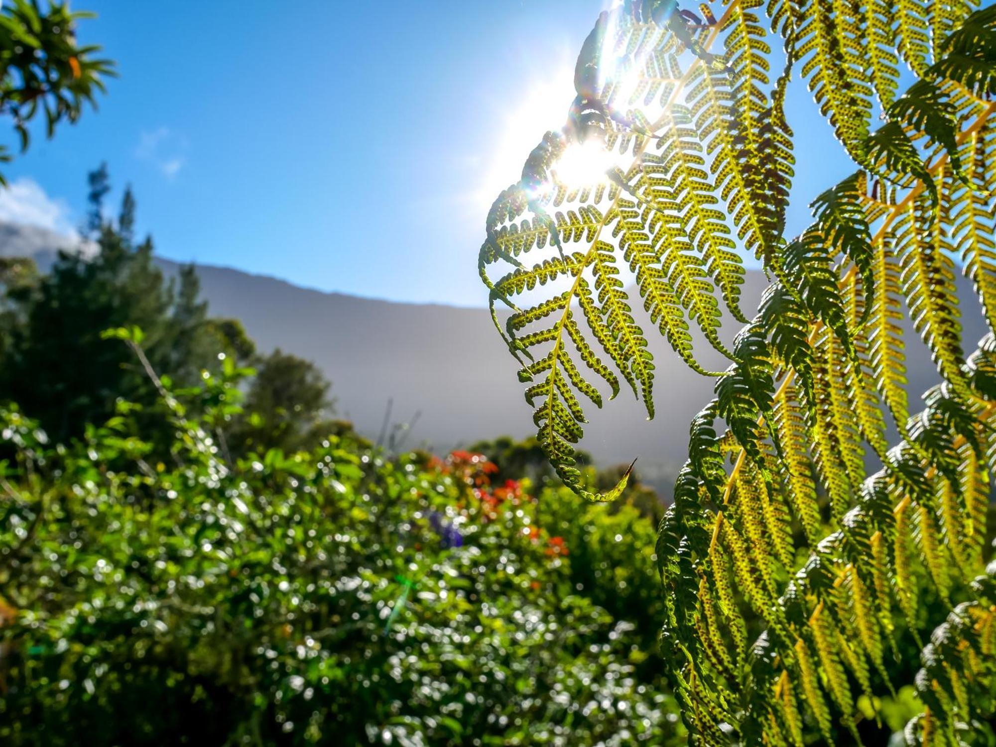 Au Coeur Du Paradis Cilaos Esterno foto